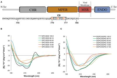 Binding of the Anti-FIV Peptide C8 to Differently Charged Membrane Models: From First Docking to Membrane Tubulation